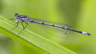 Variable Damselfly