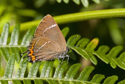 White-letter Hairstreak