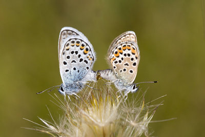 Silver-studded Blues