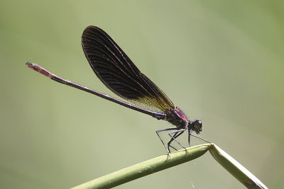 Copper Demoiselle