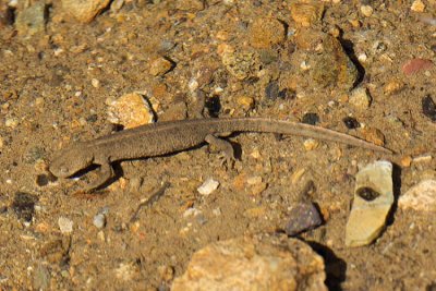 Pyrenean Brook Salamander