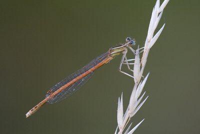 Orange Featherleg