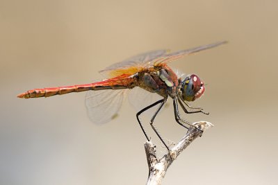 Just Red-veined Darters
