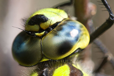 Southern-Hawker