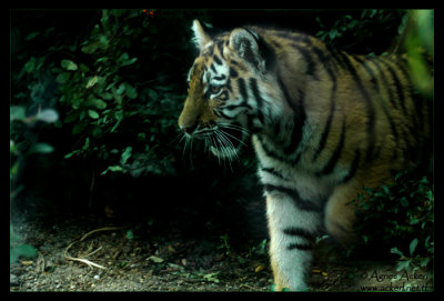 little tiger
