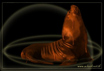 Chocolate Seal