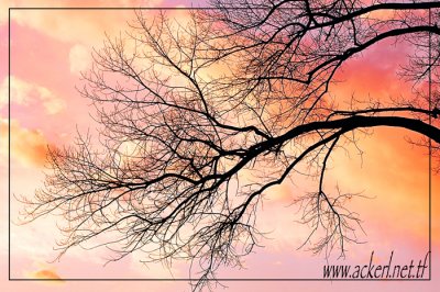Evening Silhouette