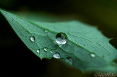 The Drop
