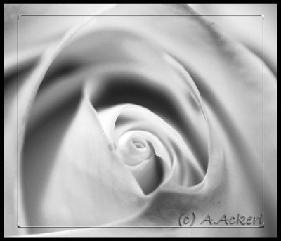 creamy flower detail