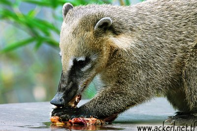 Lunch