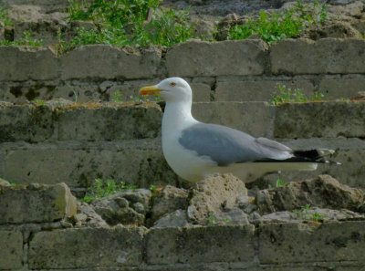 Lesser Black Backed gull  Flavian Amphitheatre Pozzuoli