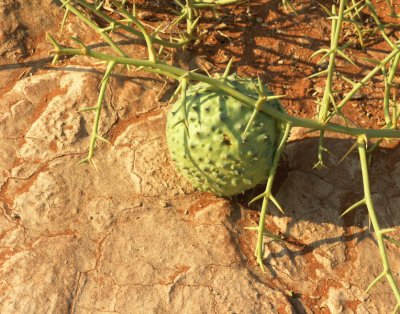 !nara pumpkin Namib