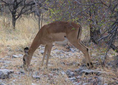 Black faced impala female Etosha