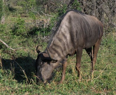 Black wildebeest Umfolozi