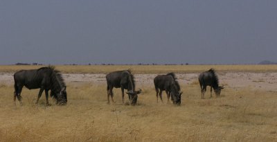 Blue wildebeest Etosha