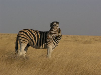 Burchells zebra Etosha