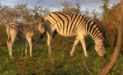 Burchells zebra mother and foal Umfolozi