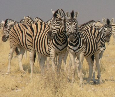 Burchells zebras Etosha