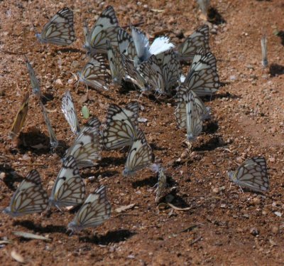 Butterflies Solitaire