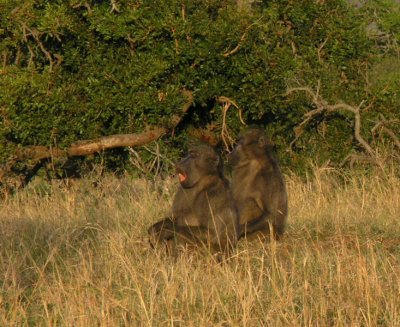 Chacma baboons Umfolozi