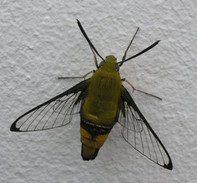 Clearwing moth at Shakas Rock