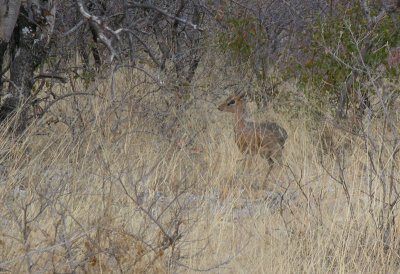 Damaraland dik-dik Etosha