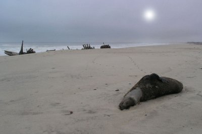 Dead fur seal and wreck on Skelton Coast