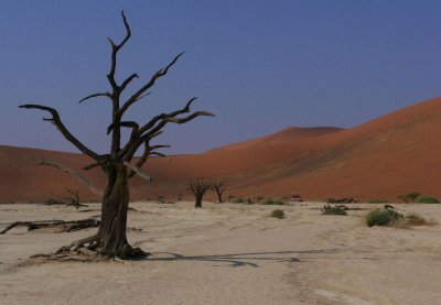 Dead tree Dead Vlei