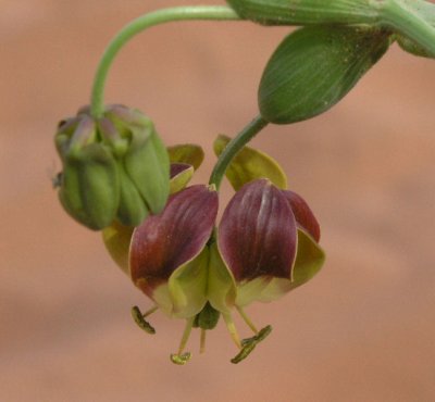 Desert Flower detail