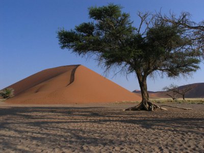 Dune 45 and tree Namib