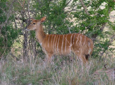 Female nyala Umfolozi