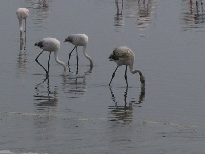 Flamingos Walvis Bay