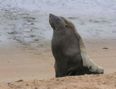 Fur seal Walvis Bay