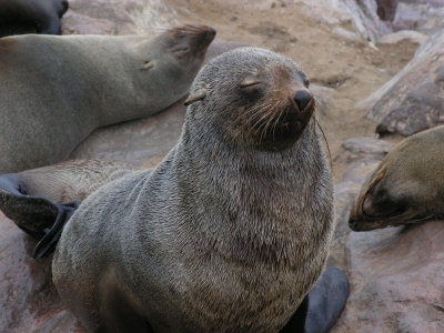 Fur seals Cape Cross