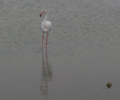 Greater flamingo Walvis Bay