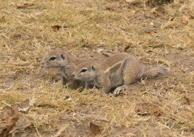 Ground squirrels Etosha