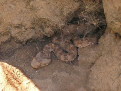 Horned Viper baby Sesriem Canyon