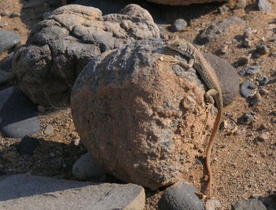 Lizard in Namib