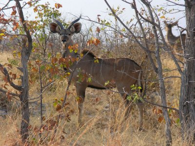 Male Kudu Etosha