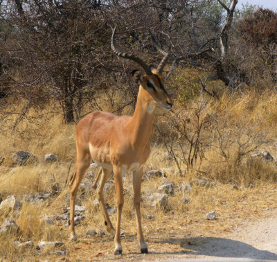 Male black faced impala Etosha