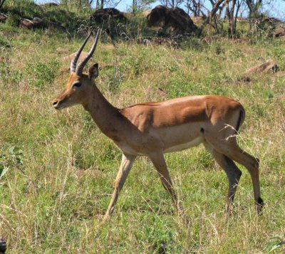 Male impala Umfolozi