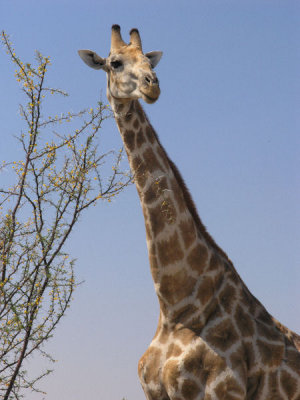 Male reticulated giraffe Okonjima