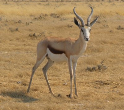 Male springbok Etosha