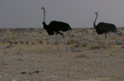 Ostrich family Etosha