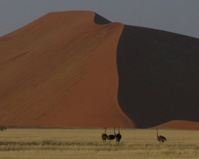 Ostriches and dunes Namib