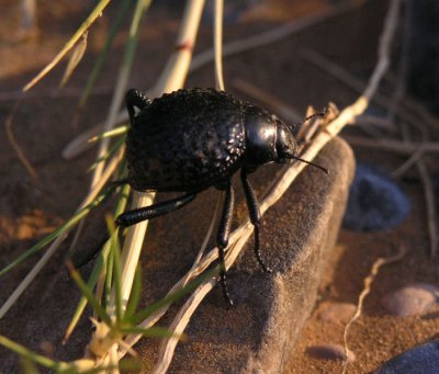 Tock_tock dune beetle Tsauchab