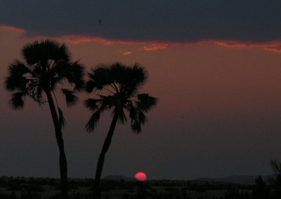 Palmwag swift sunset
