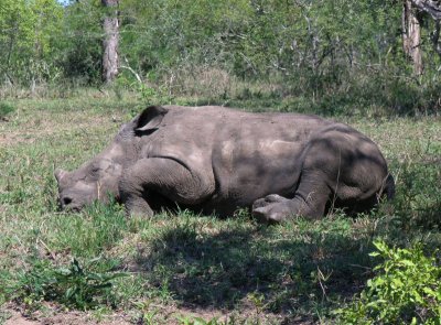 Snoozing baby white rhino Umfolozi.