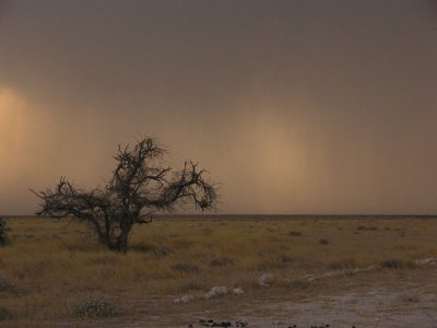 The early rains Etosha