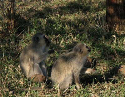 Vervet monkeys Umfolozi
